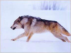 Resultat D Images Pour Photo De Loup Qui Chasse Image Animaux Photos Animaux Sauvages Loup Gris Resultat D Images Pour Photo De Loup Qui Chasse Image Animaux Photos Animaux Sauvages Loup Gris