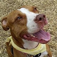 Pin On Will You Adopt Me Signed Rescue Pet