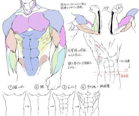 anatomy proko