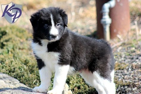 Miniature Border Collie Puppies For Sale In Texas Zoe Fans Blog