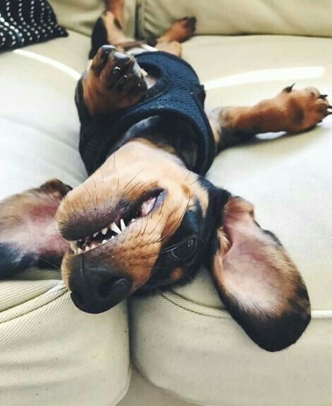 Dachshund Dachshund Weenie Dogs Dachshund Puppies