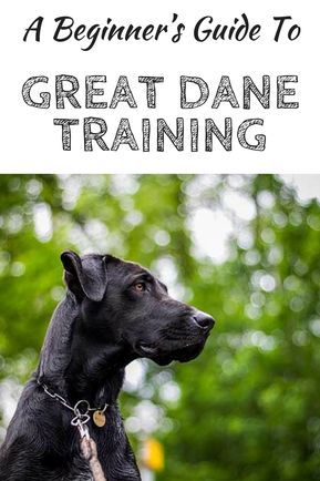 A Beginner S Guide To Great Dane Training Dog Training Dane Dog