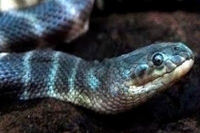 32+ Top 10 deadliest snakes in the world ideas in 2021