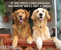 Cuteness X 2 Golden Retrievers Are Adorable Mans Best Friend