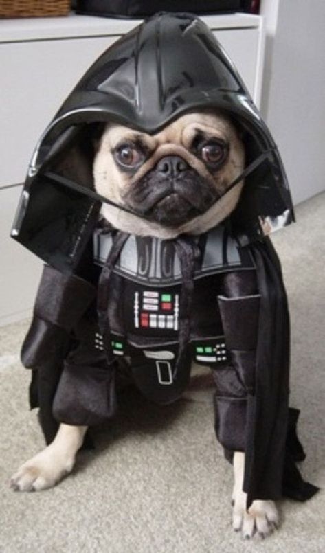 14 Important Facts About Pugs Every New Mom Should To Know Pugs