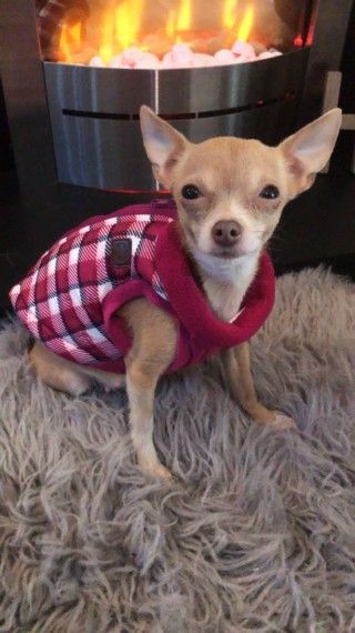 Chihuahua Puppies For Sale Birmingham West Midlands