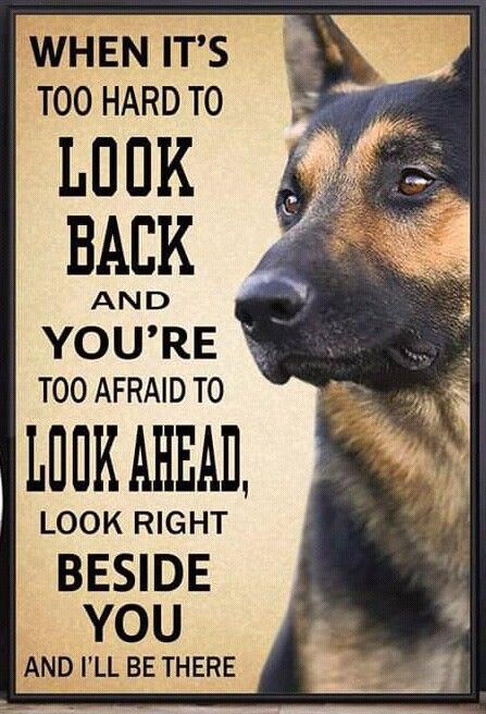 The German Shepherd German Shepherd Quotes German Shepherd