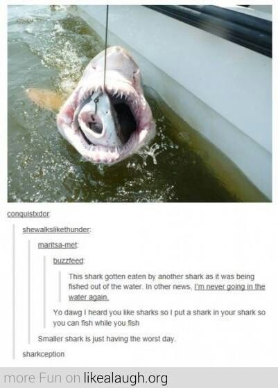 There S Always A Bigger Fish Funny Pictures Tumblr Funny Funny Tumblr Posts There S Always A Bigger Fish Funny Pictures Tumblr Funny Funny Tumblr Posts