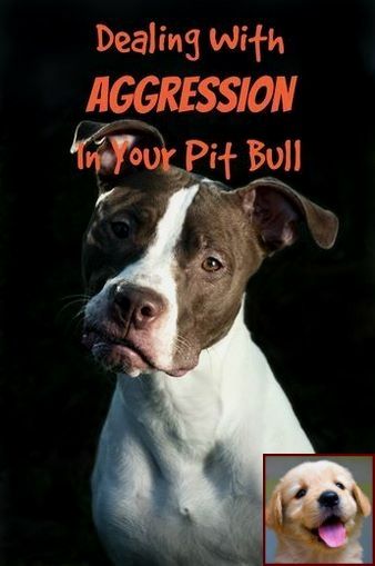 Dog Behavior Pouting And Assistance Dog Training Courses Uk