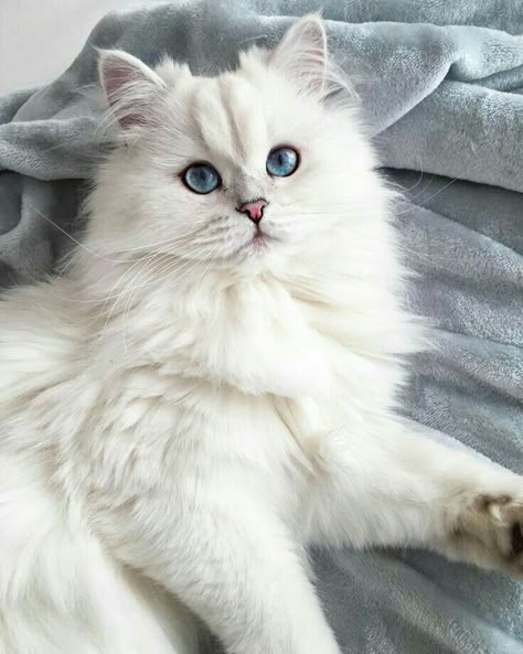 900 Idees De Chats Blancs Chats Blancs Chats Et Chatons Chat 900 Idees De Chats Blancs Chats Blancs Chats Et Chatons Chat