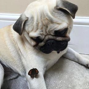 Baby Pug Dog Price In Delhi Cute Pugs Pugs Funny Puppies And
