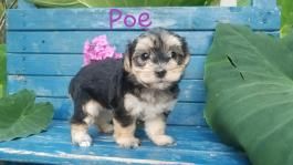 Www Ohpuppylove Com Morkie Shorkie Maltipoo Breeder Puppies Puppy Dog Dogs Dog Breeds Morkie For Sale Shorkie For Maltipoo Breeders Morkie Dogs And Puppies