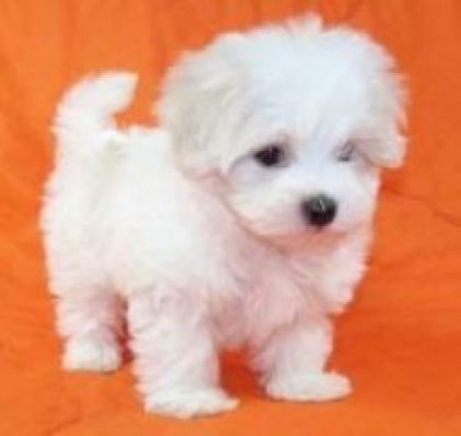 Teacup Maltese Puppies Ms Puppy Picturesofpuppiesandkitties