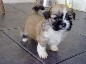 Such Good Dogs Breed Of The Month Lhasa Apso My Search For My