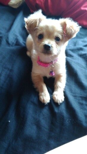 Step 4 Exploring And Learning Breed Standards Chihuahua Mix