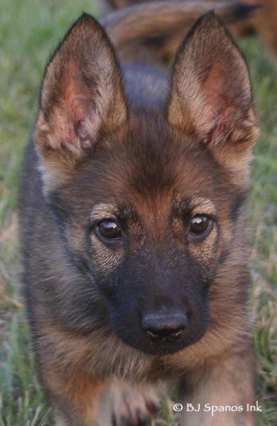 German Shepherd Sable Puppy Germanshepherdnames German Shepherd