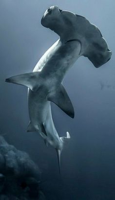 Tiburon Martillo Divergent Travelers Liked Travel Pins Divergent Martillo Pins Tiburon Travel Trav Imágenes De Tiburones Tiburones Tiburon Martillo