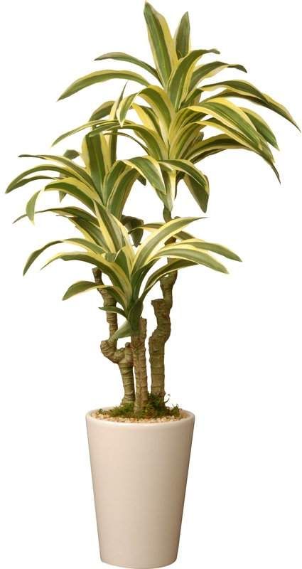 4/'h x 2/'d Green Silk 4-foot Potted Corn Stalk Dracaena Plant