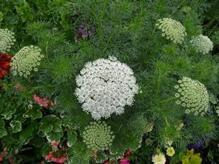 Dekoartikel dekorieren für das Frühjahr den Garten Die Zahnstocher-Ammi Samen Dekoartikel dekorieren für das Frühjahr den Garten Die Zahnstocher-Ammi Samen