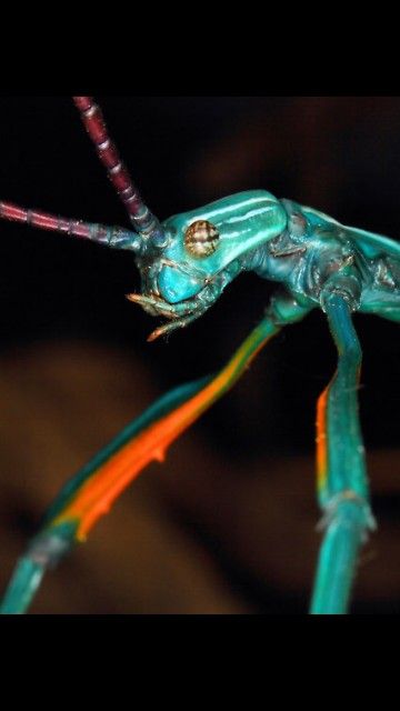 Achrioptera Fallax Phasme Epis De Mais