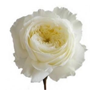 see full and non g rated set at michelle austincom michelle austin pinterest - White Patience Garden Rose see full and non g rated set at michelle austincom michelle austin pinterest - White Patience Garden Rose