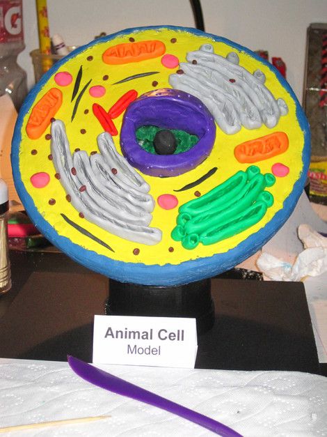 How To Make A Styrofoam Animal Cell Model animal cell styrofoam ball project | How To Make A 3d Animal Cell Model