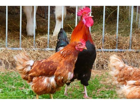 Guía Sobre La Cría De Gallinas Farm Animals Country Life Animals
