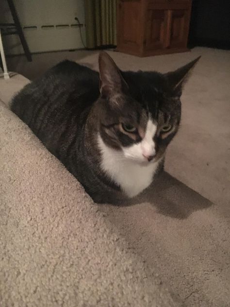 displeased with the new second cat loaf catloaf pinterest cat displeased with the new second cat loaf catloaf pinterest cat