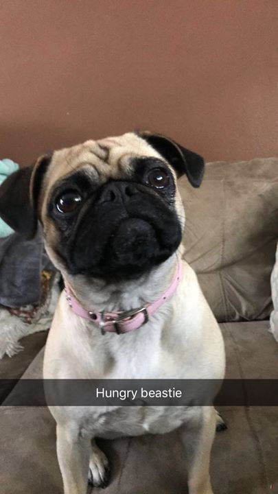 Pin By Lost Dogs Mn On Photos From Lost Dogs Minnesota Losing