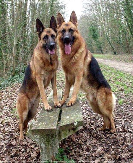 German Shepherd Chihuahua Mix Personality Info Behavior