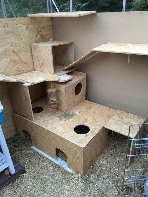 Die 200+ besten Bilder zu Chinchilla Ideen in 2020 SchweiniKäfig aus IKEA Tischen | Meerschweinchenstall