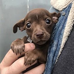 New York Ny Chihuahua Meet Nessa A Pet For Adoption Pet
