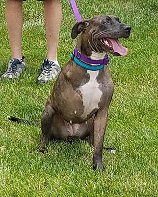 Sarasota Fl Catahoula Leopard Dog Meet Destiny A Dog For