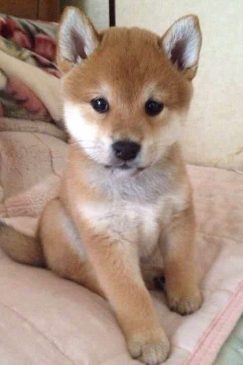 柴犬いぬ のアイデア 270 件 21 柴犬 いぬ 柴犬 可愛い 柴犬いぬ のアイデア 270 件 21 柴犬 いぬ 柴犬 可愛い