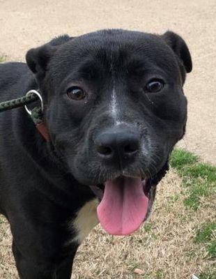 Pin On Adopt These Guys