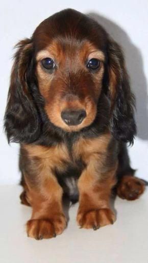 More About The Friendly Daschund Temperament Daschundoftheday