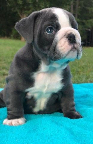 Vinnie Is A Blue Seal Triple Carrier Male Akc English Bulldog