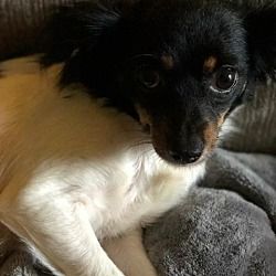College Station Texas Chihuahua Meet Berkeley A For Adoption