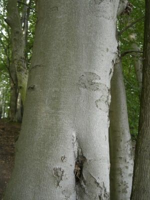 Die besten 25+ Stammholz kaufen Ideen auf Pinterest Holz online - küchen aus polen preise Die besten 25+ Stammholz kaufen Ideen auf Pinterest Holz online - küchen aus polen preise