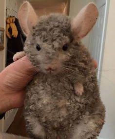 Curly Sue Chinchilla チンチラ かわいい かわいいペット 可愛すぎる動物 Curly Sue Chinchilla チンチラ かわいい かわいいペット 可愛すぎる動物