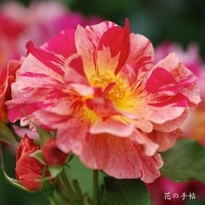 バラ エドガー ドガ Rose Edgar Degas 花図鑑 花の手帖 バラ 花 図鑑 花 バラ エドガー ドガ Rose Edgar Degas 花図鑑 花の手帖 バラ 花 図鑑 花