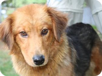2 17 14 Voorhees Nj Chow Chow Shepherd Unknown Type Mix Meet