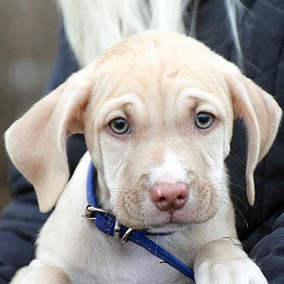 Huntley Il Labrador Retriever Meet David Bowie A Pet For