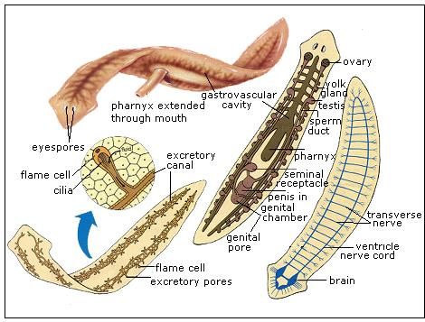 Platyhelminthes osztály cestoda