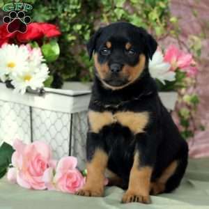 New Arrivals Rottweiler Rottweiler Puppies Rottweiler Dog