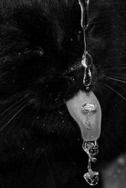 Cutecatys Hayvanlar Kedi Kedi Ci K Cutecatys Hayvanlar Kedi Kedi Ci K