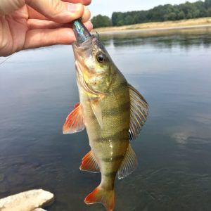 Carolina Rig Montage | Gummifische, Fische, Drop shot angeln Carolina Rig Montage | Gummifische, Fische, Drop shot angeln