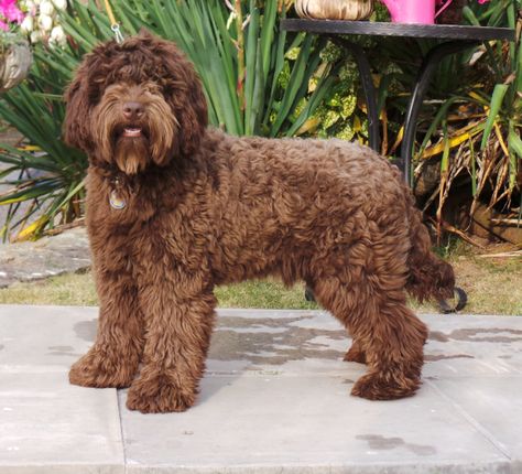 Chocolate Australian Labradoodle Australian Labradoodle Dark