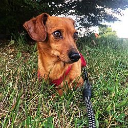 Available Pets At Kentucky Dachshund Rescue In Georgetown