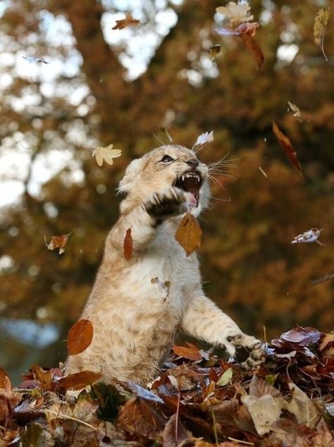 ライオン のアイデア 38 件 ライオン 動物 赤ちゃんライオン ライオン のアイデア 38 件 ライオン 動物 赤ちゃんライオン